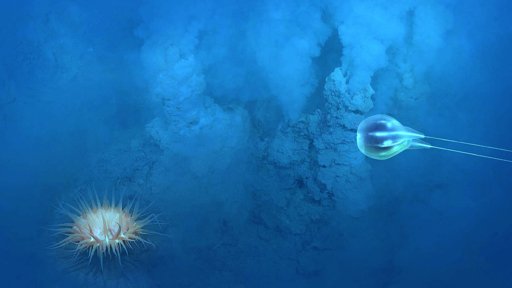 Expedição científica identifica 20 novas espécies e habitats raros no Recife do Algarve