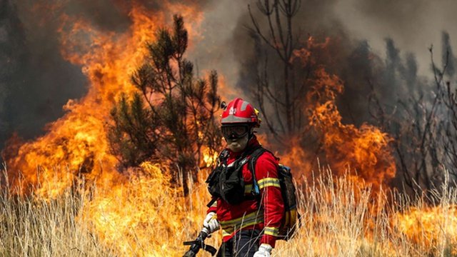 Residente isolado na Serra da Lousã solta veados para os salvar do incêndio