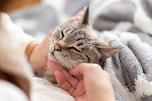 Décrypter le langage du chat : ce que révèlent ses comportements les plus étranges