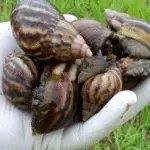 Alertan sobre proliferación del caracol gigante africano en Palmira y otros municipios del Valle