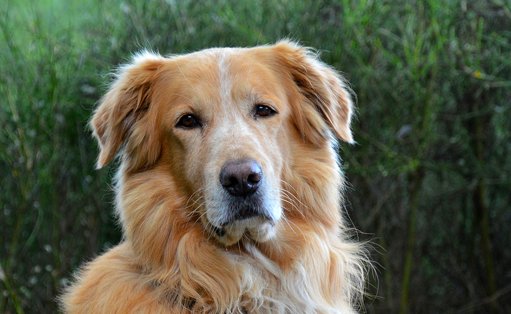 A Escolha de Raças de Cães Adequadas para Famílias com Crianças