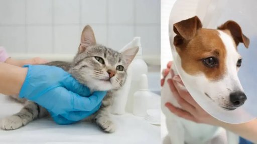 Jornadas de esterilización gratuita se consolidan como estrategia de salud pública en Colombia