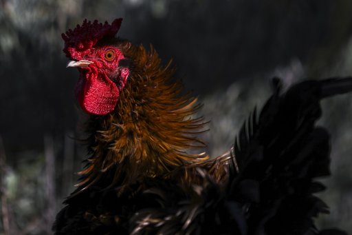 Gripe Aviária em Benavente Leva Macau e Hong Kong a Proibir Importação de Aves