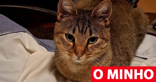 Gato Desaparecido no Porto é Encontrado em Braga Quatro Meses Depois