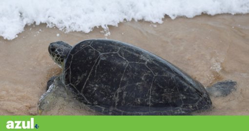 Tartarugas Resgatadas no Reino Unido Devolvidas ao Atlântico nos Açores