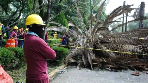 CDMX retira palmeras icónicas por emergencia fitosanitaria y riesgo público