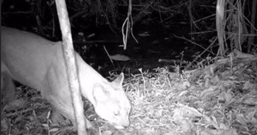 Avistamiento inédito: registran por primera vez la presencia de un puma en zona protegida de Itagüí