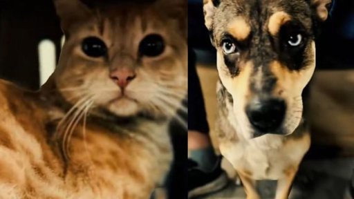 Rescatan a perro y gato explotados para mendicidad en una estación de TransMilenio en Bogotá