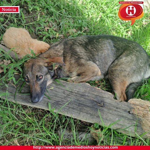 El abandono animal persiste como una problemática social en Colombia