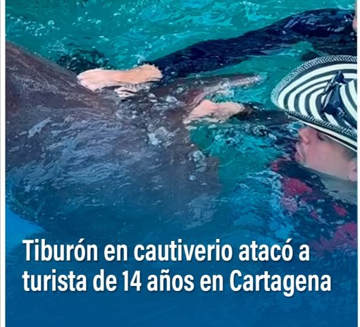 Ataque de tiburón a menor en acuario artesanal de Cartagena desata polémica