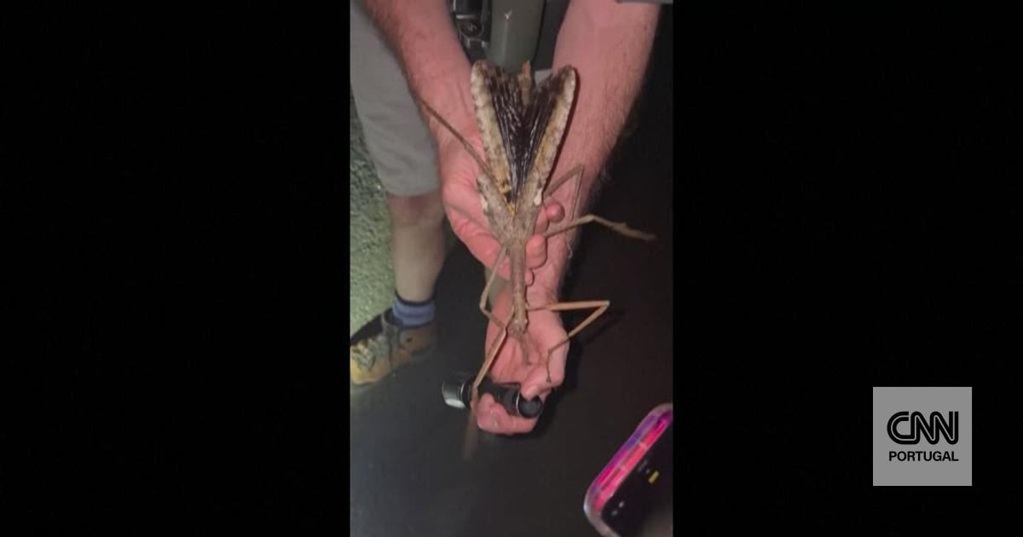 Descoberto na Austrália o Inseto-Pau Mais Pesado de Sempre