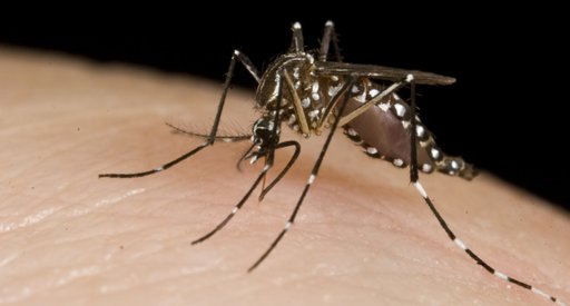 Aumento de Doenças Transmitidas por Mosquitos na Europa