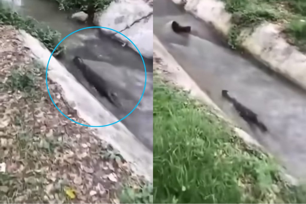 Avistamiento de una nutria en un canal urbano de Ibagué moviliza a la comunidad