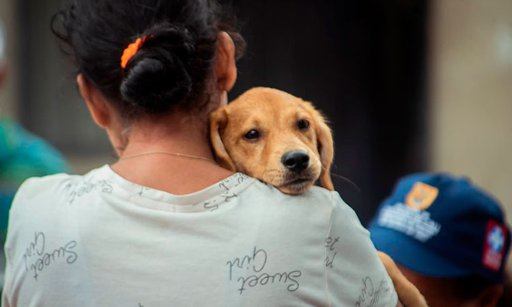 Jornadas de Vacunación Antirrábica Refuerzan la Salud Pública en Cali y Chía