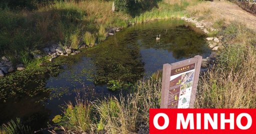 Charco em parque urbano de Braga transforma-se em oásis de biodiversidade
