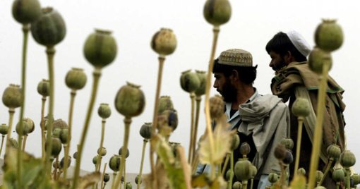 Révélations sur une opération secrète de la CIA pour saboter l'opium afghan