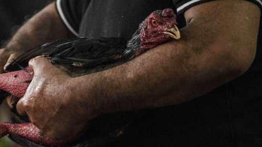 Tragedia en Perú: Hombre muere atacado por su propio gallo de pelea