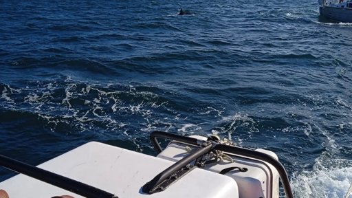 Interações de Orcas com Veleiros na Costa Portuguesa Tornam-se Fenómeno Viral