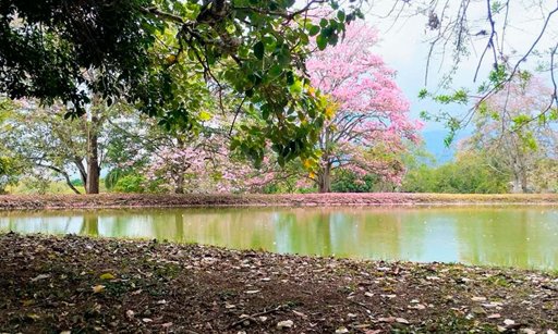 La floración de más de 17.000 guayacanes transforma el paisaje urbano de Cali