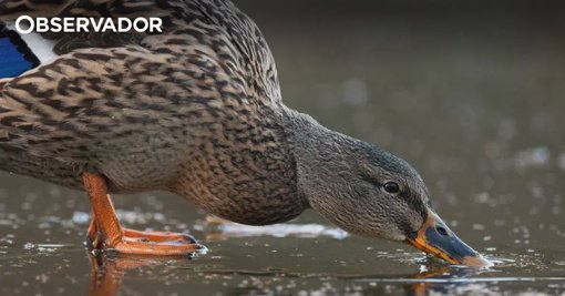 Surto de Gripe das Aves em Santarém leva ao abate de animais e à implementação de medidas de controlo