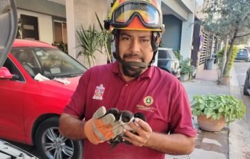 Rescatan a Tres Gatitos Recién Nacidos Atrapados en el Motor de un Vehículo en Escobedo