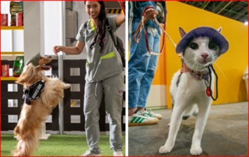 Expopet llega por primera vez a Medellín para promover el bienestar animal