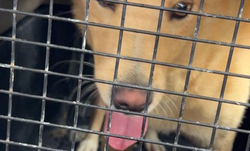 Aplican por primera vez la Ley Ángel en Bucaramanga para rescatar a un canino en condiciones precarias