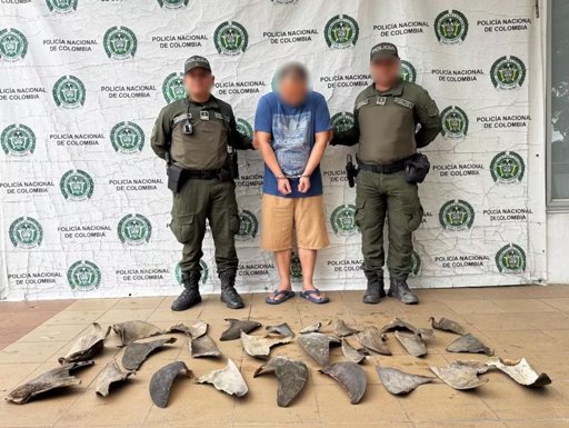 Capturan a ciudadano chino con 26 aletas de tiburón en un restaurante de Cartagena