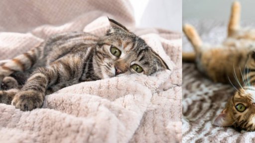 Crece la Conciencia sobre la Salud Física y Mental de los Gatos