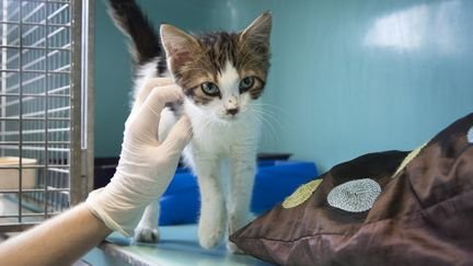 Un nouveau dispensaire de la SPA inauguré à Lyon pour les plus démunis