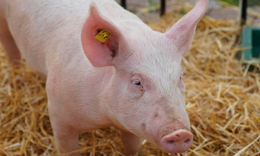 Hito científico: pulmón de cerdo modificado genéticamente funciona nueve días en un humano