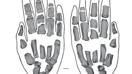 Novos fósseis revelam capacidades manipulativas do hominídeo Paranthropus boisei