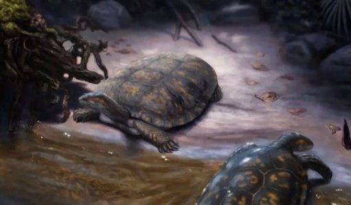 Descubren en Colombia una nueva especie de tortuga fósil y la nombran en honor a Shakira