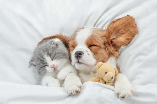 Dormir avec son Animal de Compagnie : Confort ou Risque pour le Sommeil ?