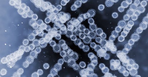 Alerta de saúde pública devido à deteção do fungo 'Candida auris'