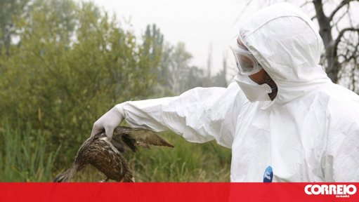 Alerta sobre Gripe Aviária Face a Surtos em Portugal e Risco de Pandemia