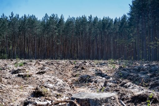 La loi européenne anti-déforestation reportée sous la pression de plusieurs États