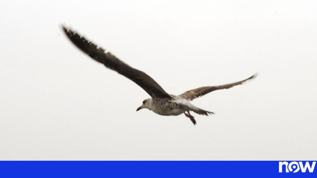 Surtos de Gripe Aviária em Portugal Colocam Autoridades em Alerta