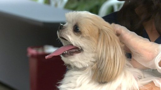 Iniciativas en Medellín y Barranquilla Fomentan el Bienestar Animal a través de Eventos Comunitarios