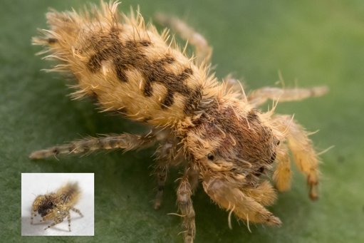 Descubren en Hong Kong una araña que imita a una oruga para sobrevivir
