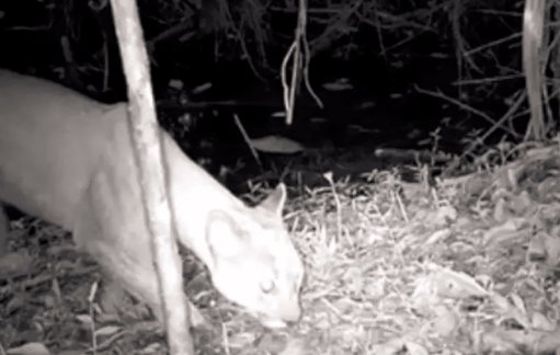 Histórico avistamiento de un puma en zona protegida de Itagüí confirma éxito en conservación