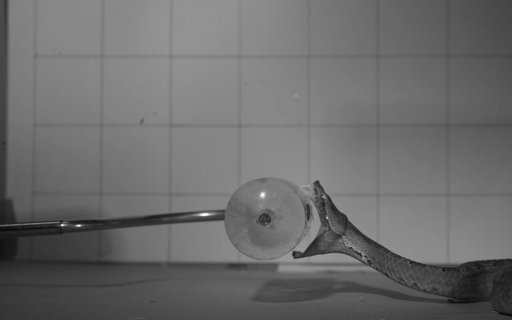 Câmaras de Alta Velocidade Revelam as Distintas e Letais Técnicas de Ataque das Cobras