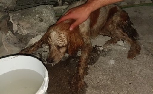 Resgate da cadela Chica em Cantanhede mobiliza Bombeiros