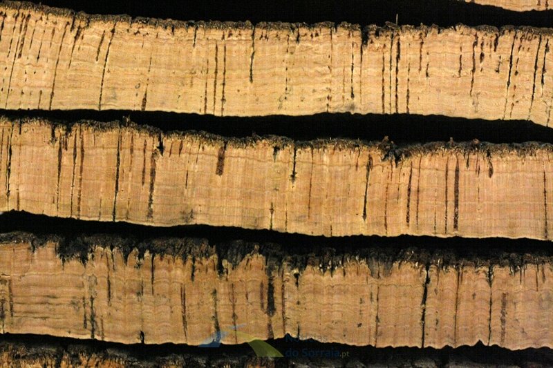 Lucro da Corticeira Amorim sobe 0,8%, apesar da quebra nas vendas