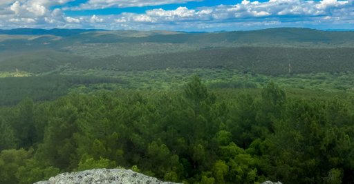 Antarr, da família Azevedo e Fundação Gulbenkian, adquire 709 hectares de floresta sustentável