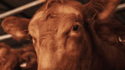 Caso de gusano barrenador en Nuevo León desata crisis sanitaria y diplomática con EE.

UU.