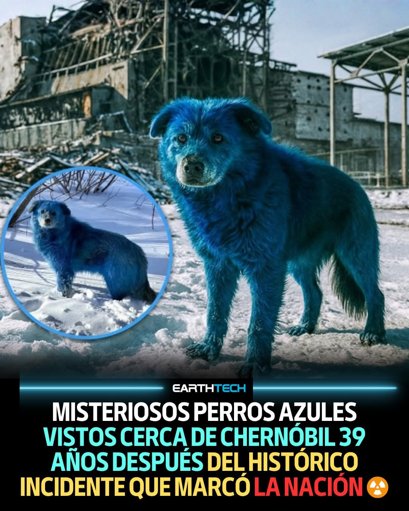 Misterio en Chernóbil: aparecen tres perros con pelaje de color azul