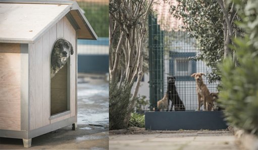 Alerta no Alentejo para aumento recorde de abandono de cães