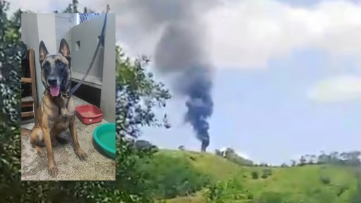 El Inesperado Regreso de Telmo, el Perro Antiexplosivos que Dieron por Muerto