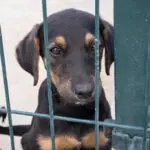 Indignación en Buenaventura: denuncian el uso de perros y gatos como carnada viva para la pesca de tiburones